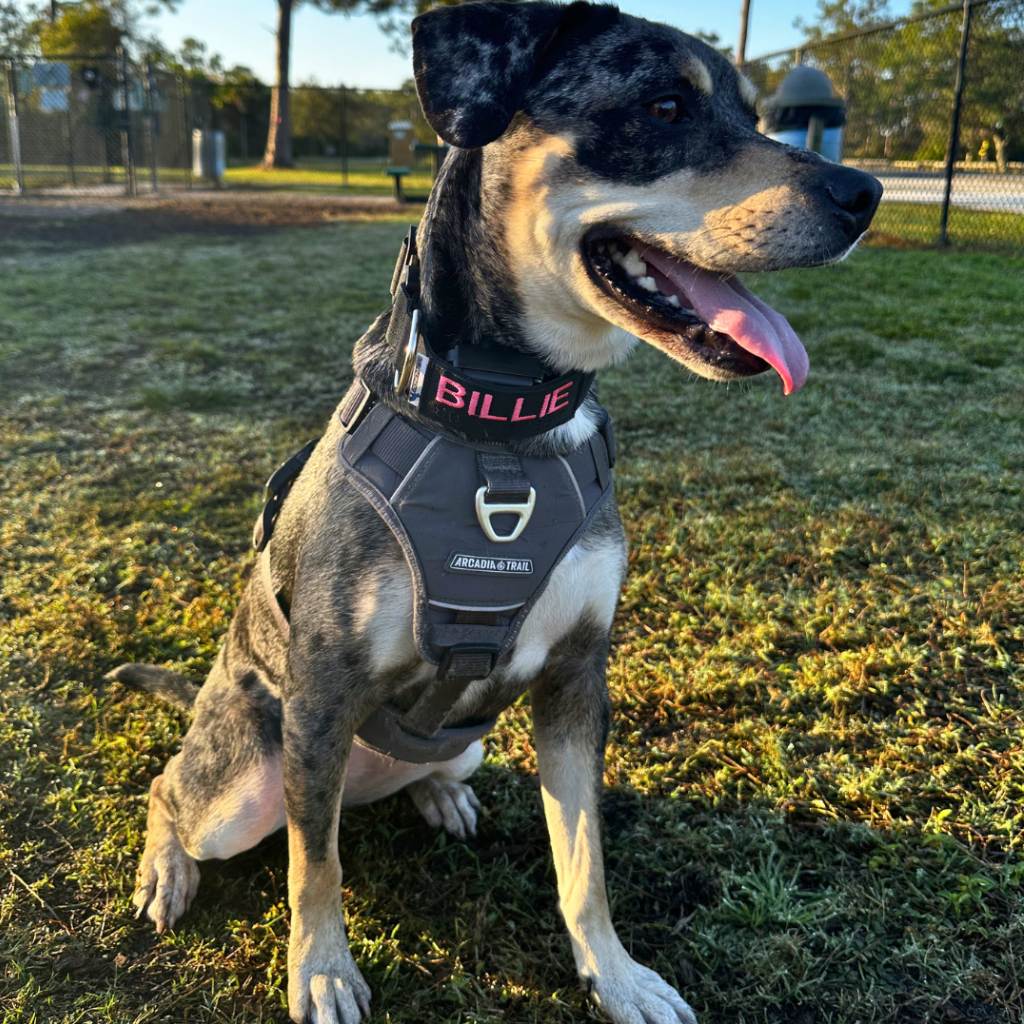 Billie is the chief security dog at SEC Marketing Group