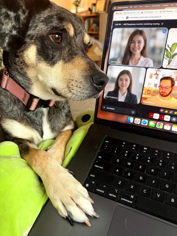 billie the dog at sec marketing group watches a meeting on a computer screen